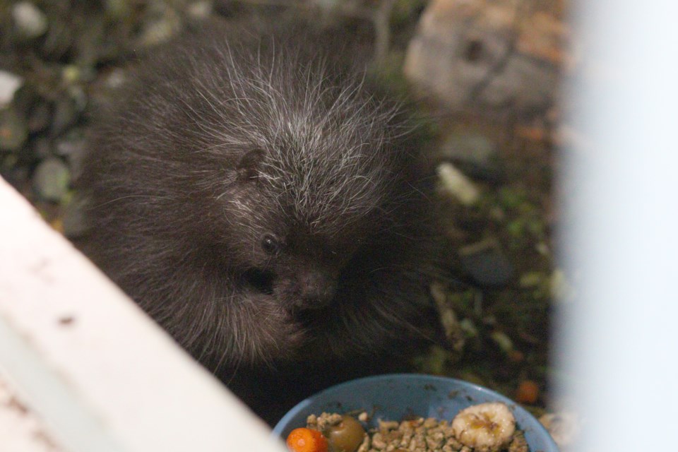 cochrane-ecological-institute_porcupine