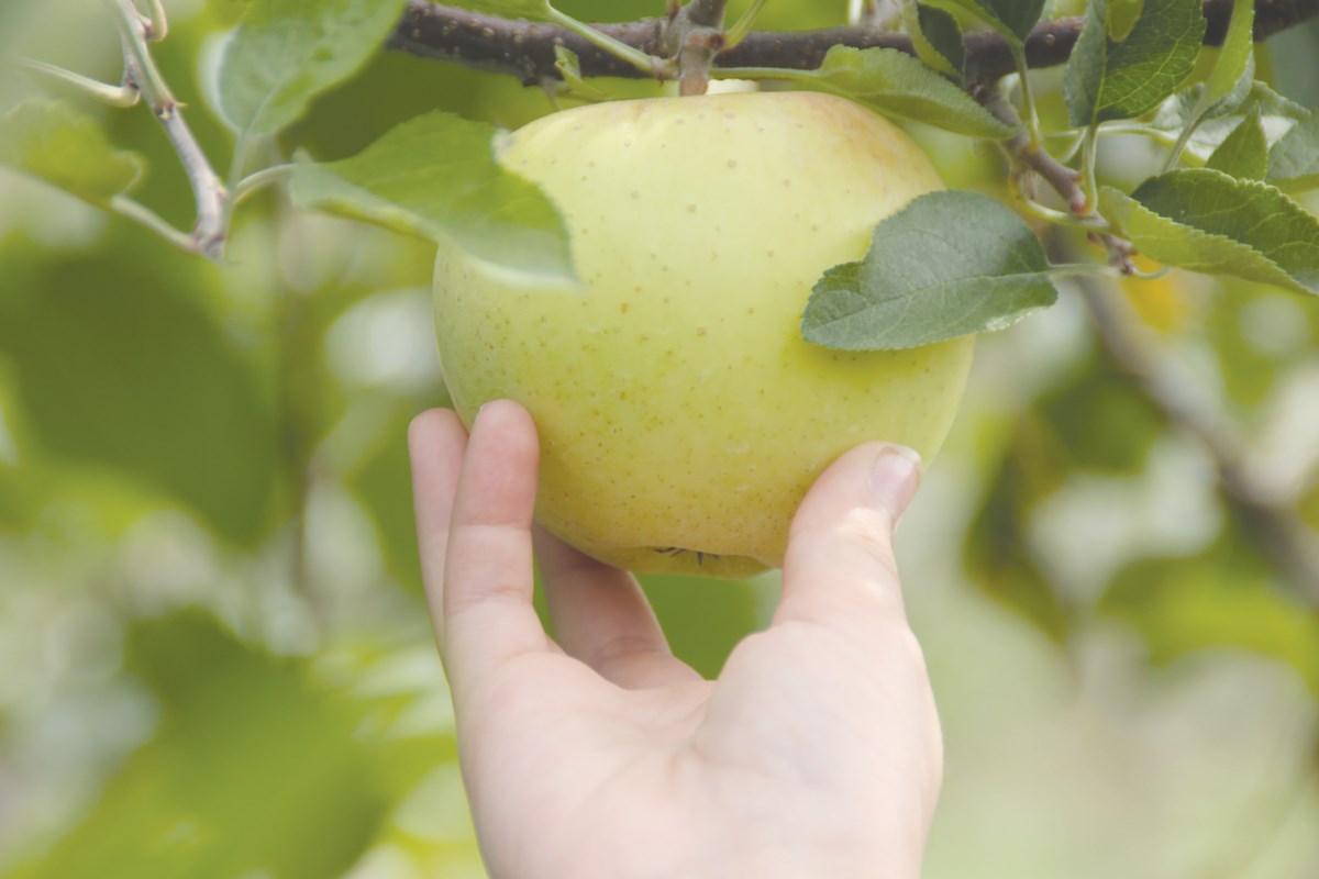 Community Tree Fruit Round-Up returns for a second year