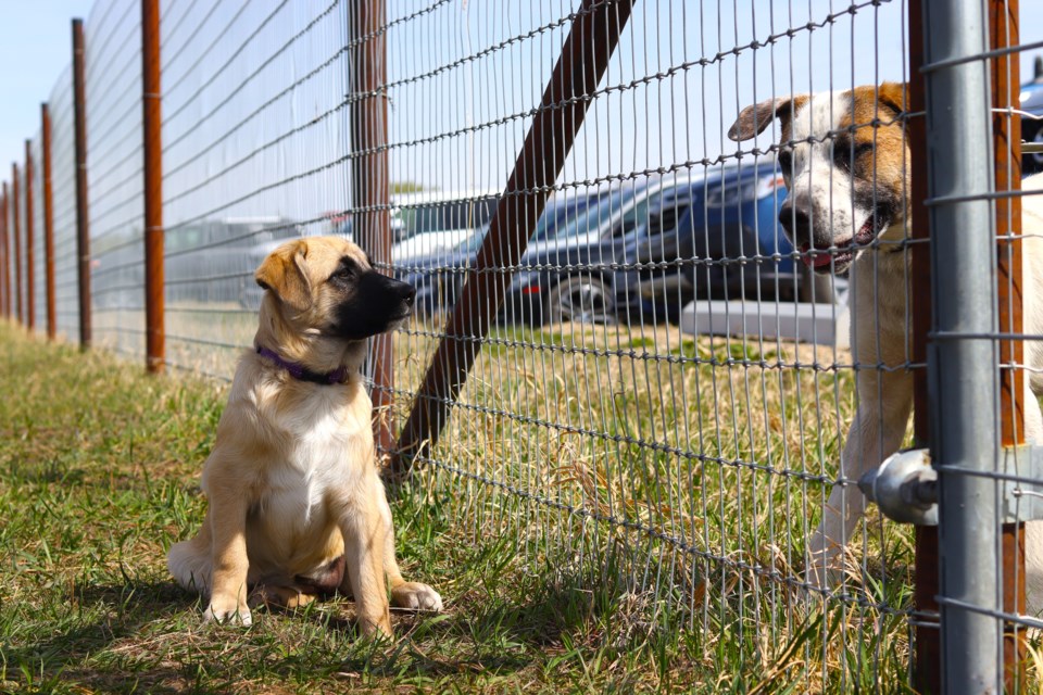 Paws in the Park offers a more subdued experience for dogs with its intimate one-acre space. 