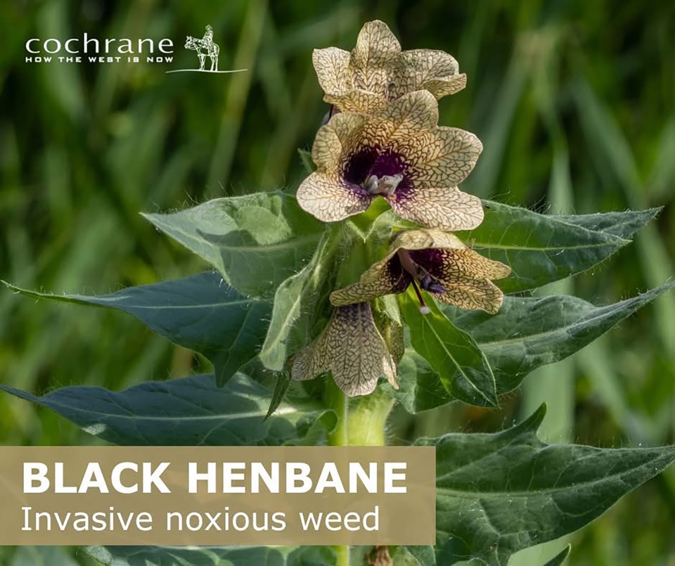 invasive-noxious-weed