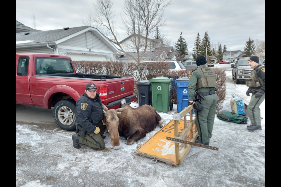A crowd gathered in West Valley Sunday to watch wildlife offficers load the moose for transport out of town.