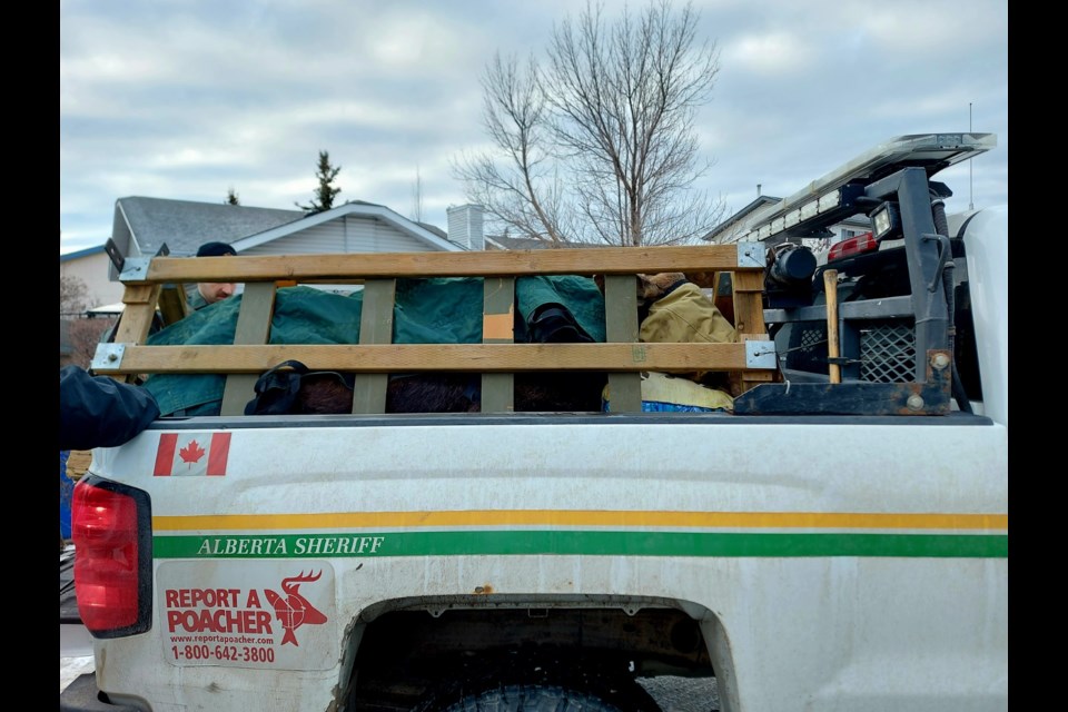 The moose was relocated to a forested area northwest of town.