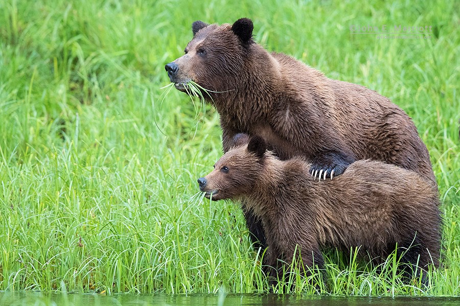 A bear of bears snack on grass along the bank of a body of water. Photo by John Marriott.