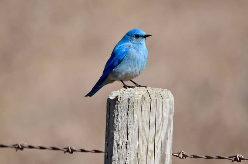 blue bird