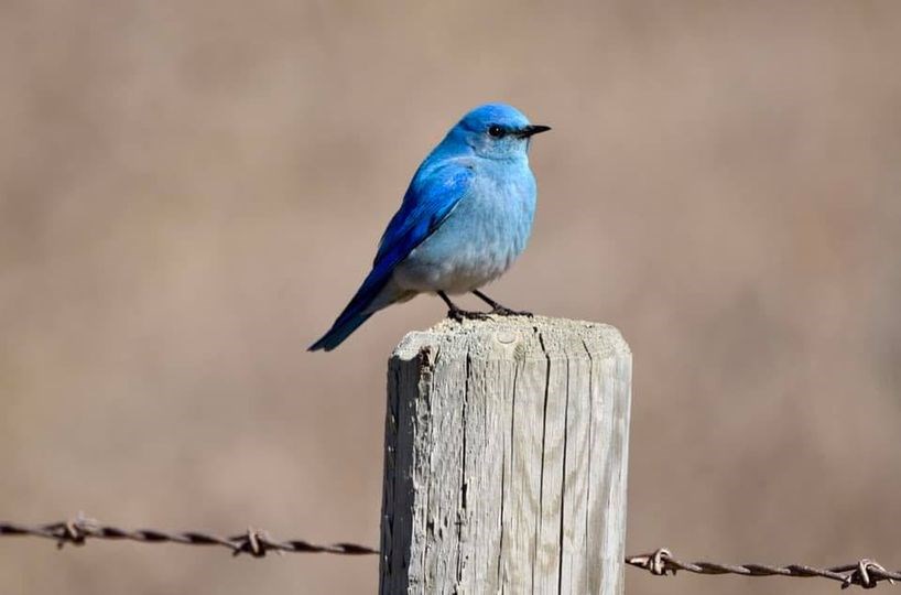 A Mountain Bluebird sits perched at the Glenbow Ranch Provincial Park. Submitted photo/Great West