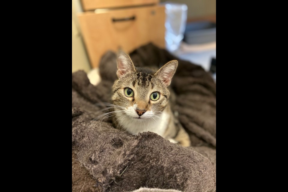 Bob the cat. Submitted by the Cochrane and Area Humane Society