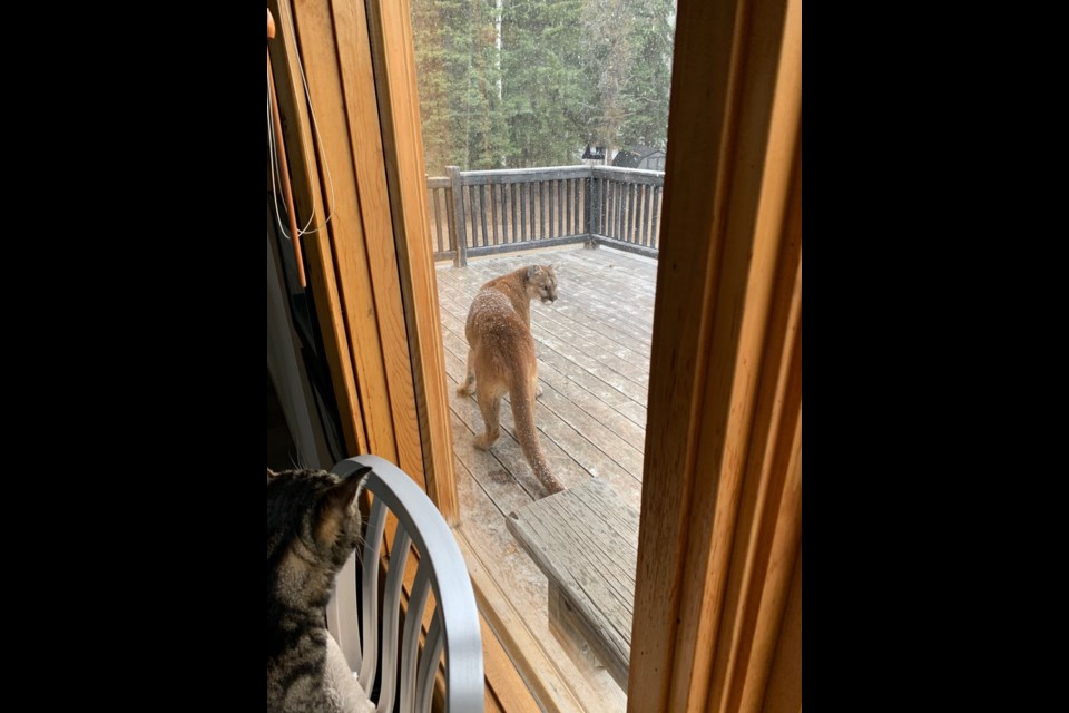 A cougar sits on Teri Fullerton's porch. Submitted photo