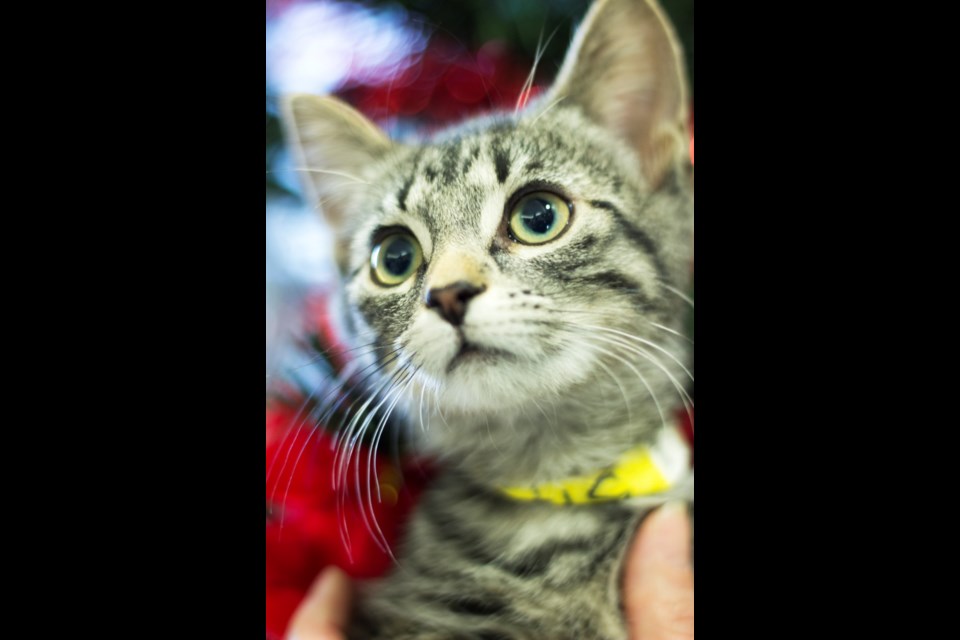 Three-month-old Sif is a grey tabby that was found as a stray in the town of Cochrane. Sif has two other siblings available for adoption at the Cochrane and Area Human Society. Photo by Cathi Arola/Cochrane Eagle