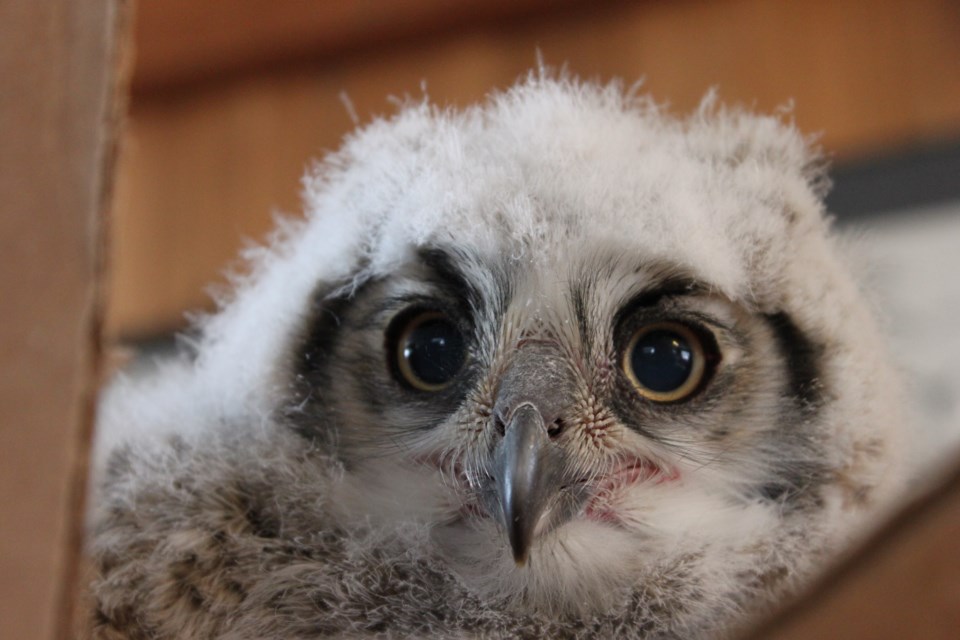 A baby Great Horned owl. Submitted Photo