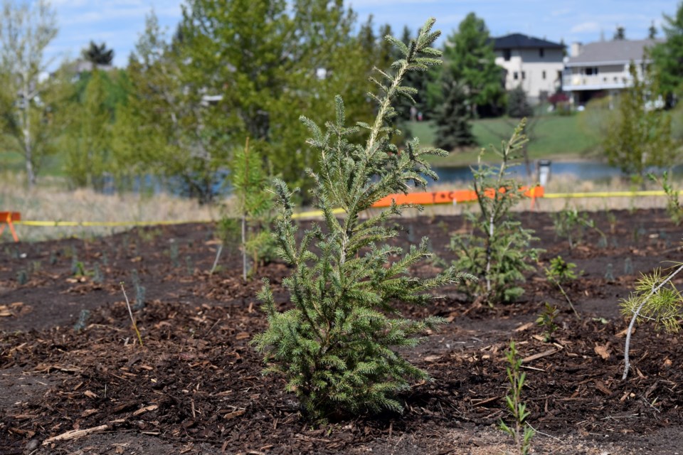 The Cochrane Environmental Action Committee (CEAC) planted 1,950 trees in Mitford Park over two days for its annual Branches and Banks on May 24. 