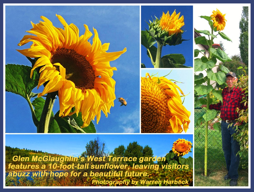 Collage-cww200917-McLaughlinSunflower-bee-merged-e11-9x7-frm-txt-v2