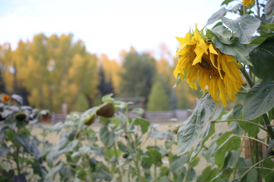 Some of the sunflowers in the garden have begun to lose their vitality in the waning sun of the early fall days. (Tyler Klinkhammer/The Cochrane Eagle)