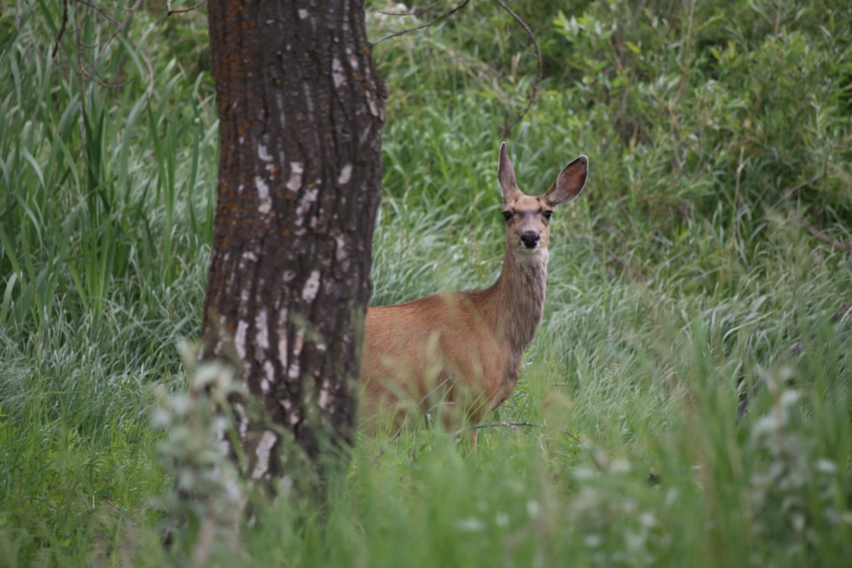 CuriousDeer