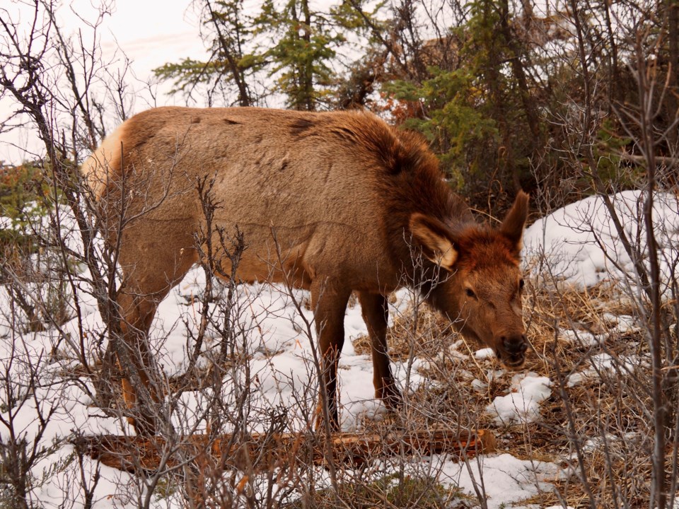 Elk