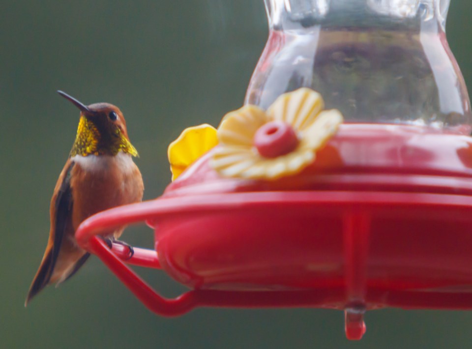 20200521 Hummingbird 0008