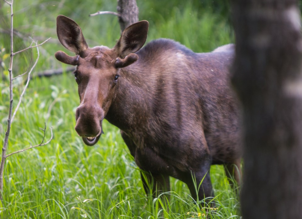 20200705 MOOSE 0003