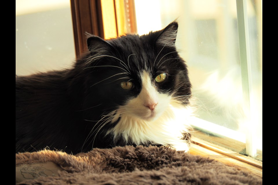 Henry sitting in the window at the Cochrane Veterinary Care Clinic on Aarsby Road. Photo by Cathi Arola
