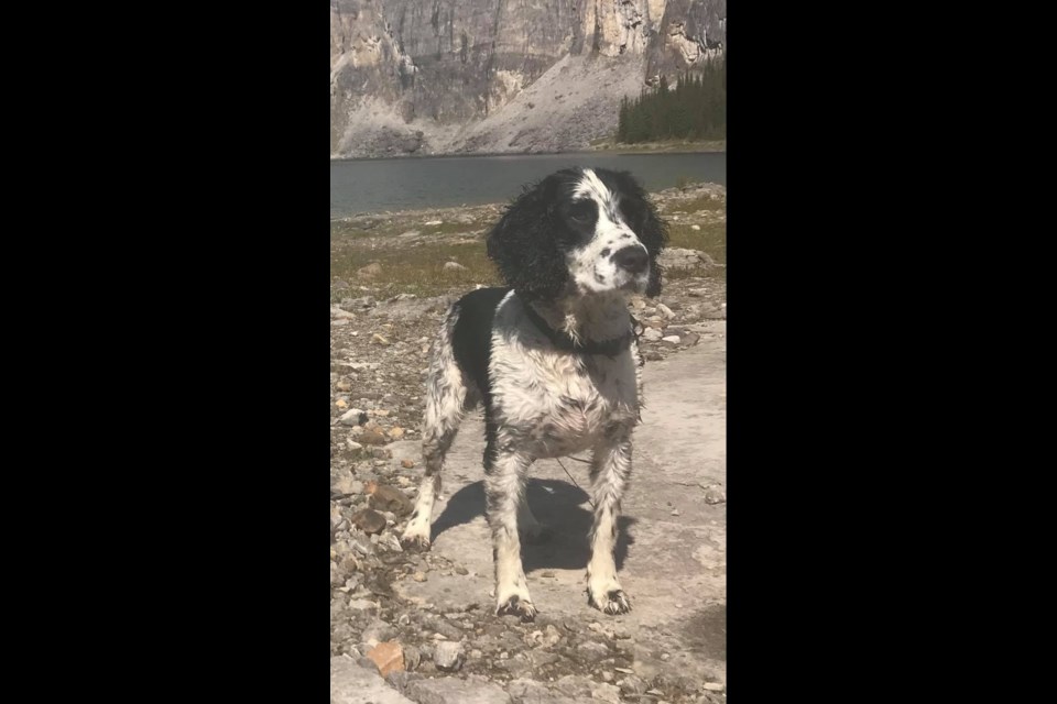 Seve, a white and black Springer Spaniel dog was inside a 2011 Jeep Grand Cherokee that was stolen in Bragg Creek on Wednesday (Mar. 11). Submitted photo.