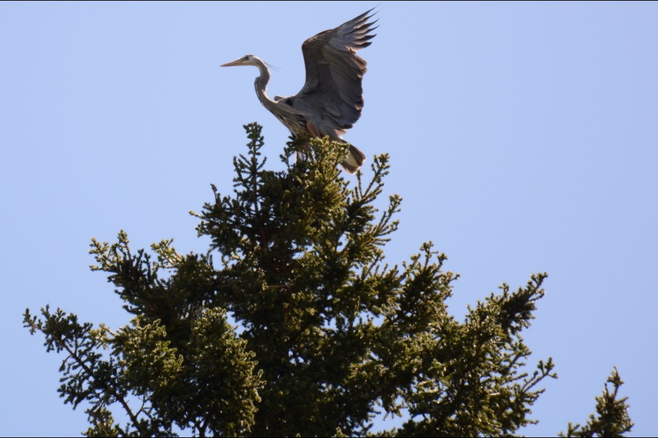 The Great Blue Heron gets ready to take flight from its perched position high up on a tree. (Chrissy Da Silva/The Cochrane Eagle)