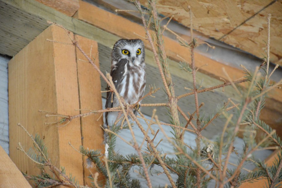Tyrion Lannister, the Northern Saw Whet Owl at the Cochrane Ecological Institute. 