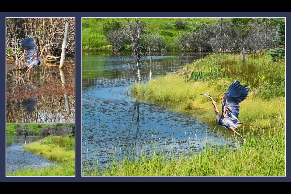 Great Blue Heron (top left), and his favourite Fireside pond exactly one year later (bottom left), inspire photoshopped image of Great Blue taking flight across time. 						      Photos by Warren Harbeck