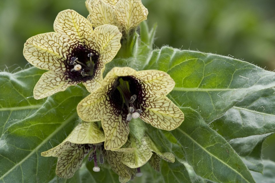 black-henbane-poisoning