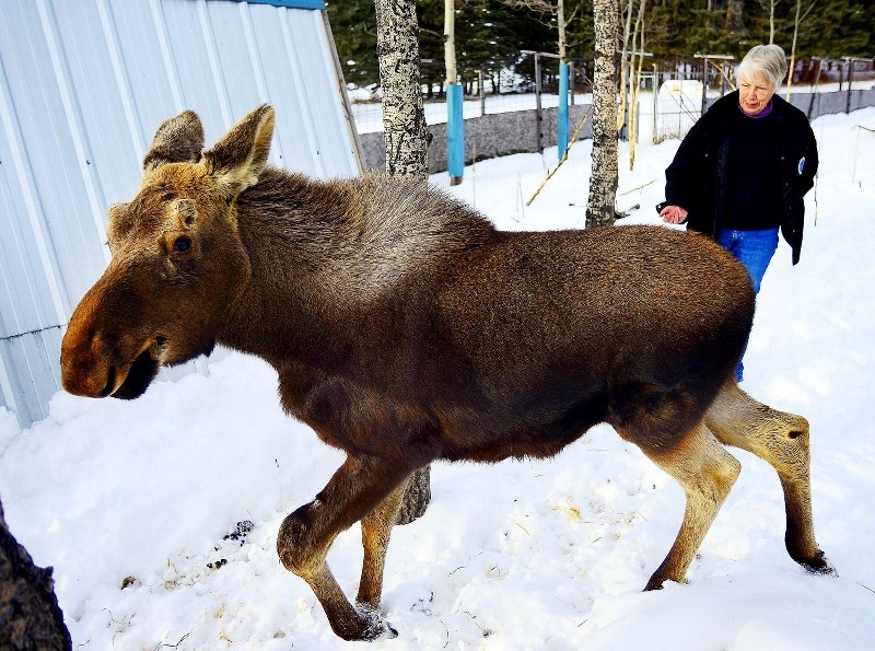 A young moose, Gill, is motherless after a car wreck, but not uncared for, as the Cochrane Ecological Institute (CEI) and its curators have taken in the juvenile at their