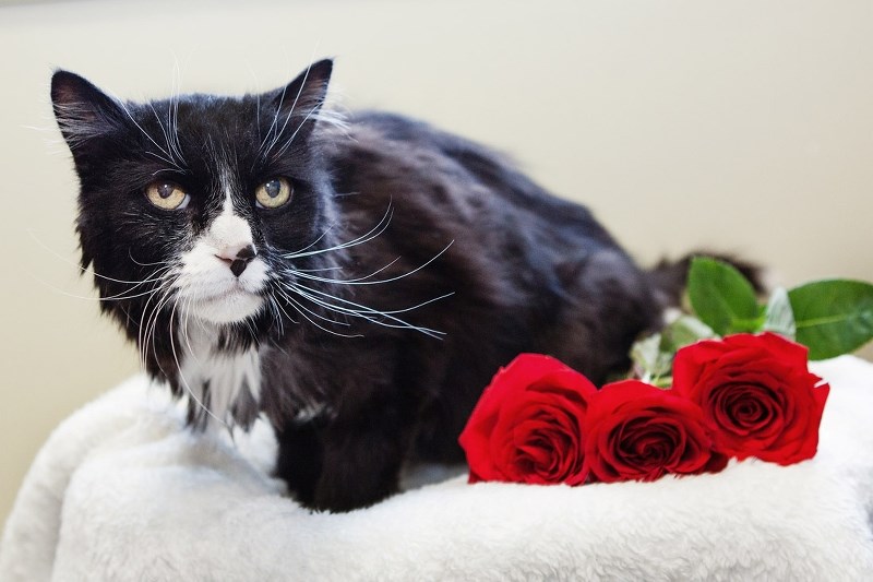 Norman the cat.