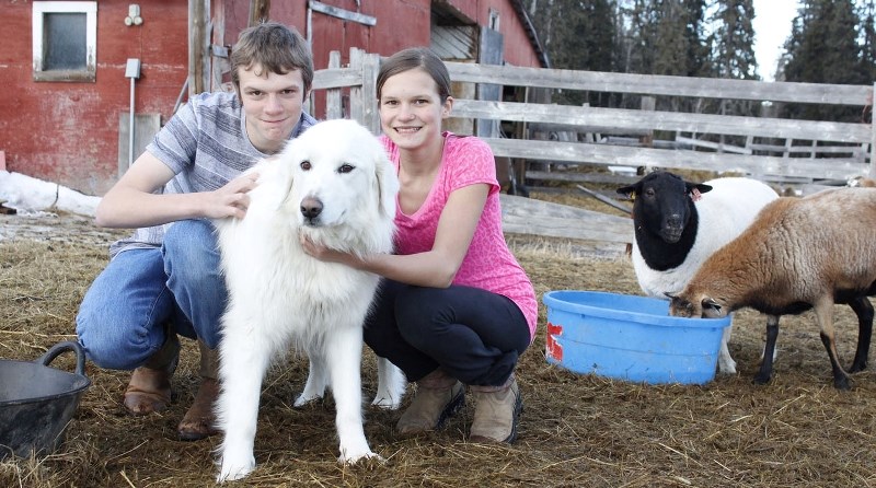 Fourteen-year-old Max Strasser and sister Anna, 12, feed a flock of sheep, accompanied by two-year old Kuvasz dog, Luna. The Strasser kids wait for their school bus at the