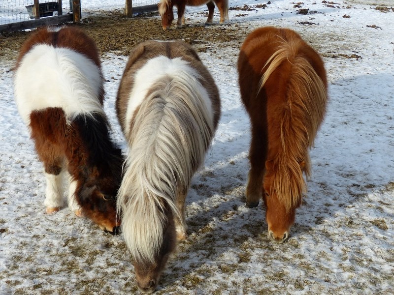 Kathleen&#8217;s horses, Milo, Storm and Penny work on fattening up under their fury coats.