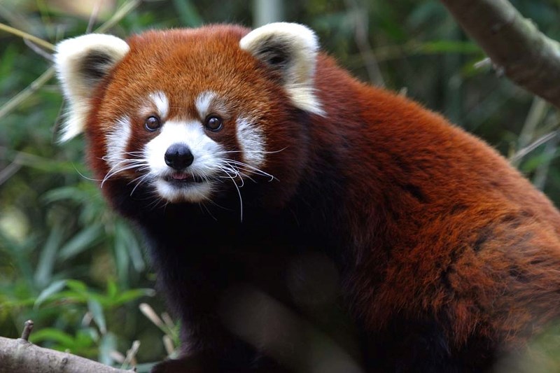 Cochrane High School student Katie Palzat is doing research into how to save the red panda, an endangered species.