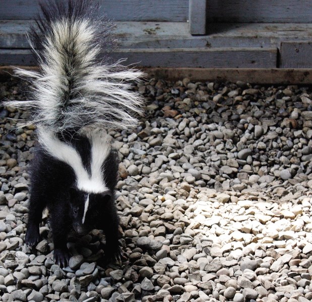 An orphaned baby skunk taken in by the Alberta Institute for Wildlife Conservation and released back into the wild.