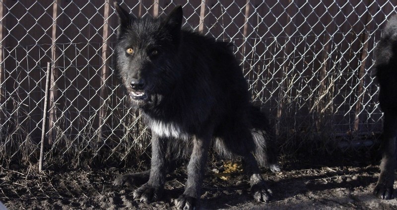 Horton (low content wolfdog) and Shadow (not pictured; mid-content wolfdog) are two males that Georgina De Caigny took in from the Milk River rescue, which saw the seizure of 