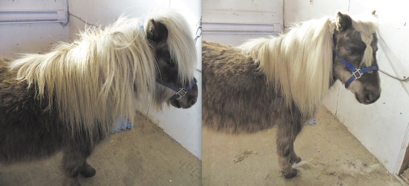 A before (left) and after photo of Kathleen&#8217;s horse, Kipper, the recent recipient of a spring clipping.