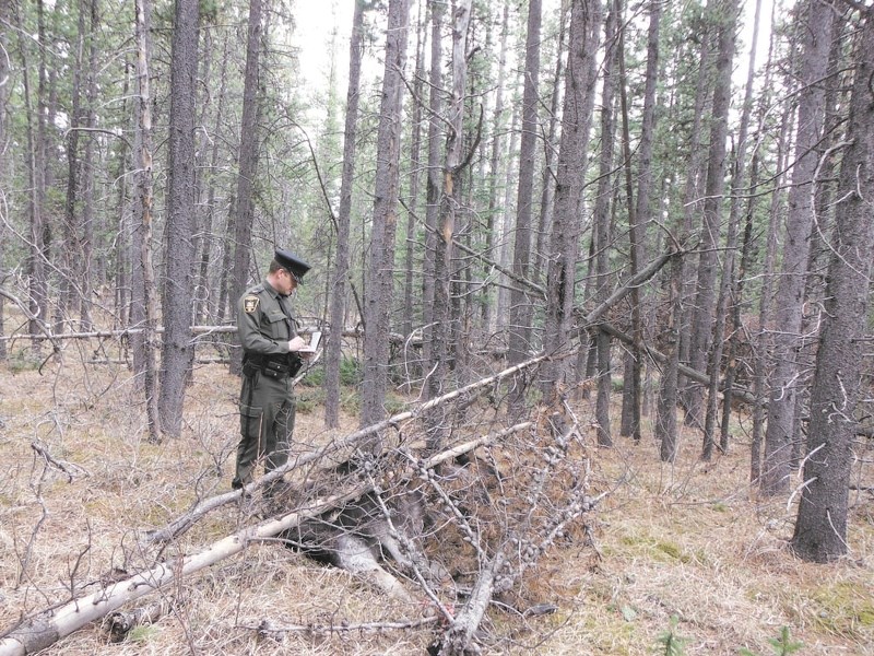 A Cochrane Fish and Wildlife officer discovers a bull moose carcass near Cochrane that was shot and illegally discarded.