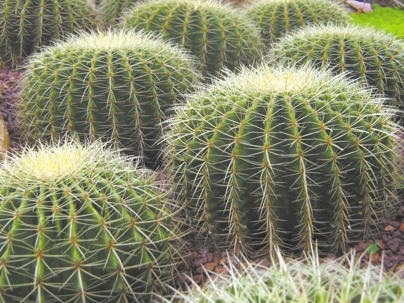 Cacti.