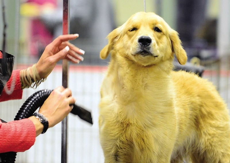 All Breeds Dog Show.