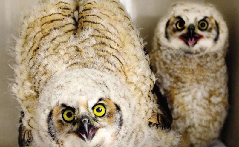 Young owlets were being rehabilitated at the Alberta Institute for Wildlife Conservation (AIWC) May 14.