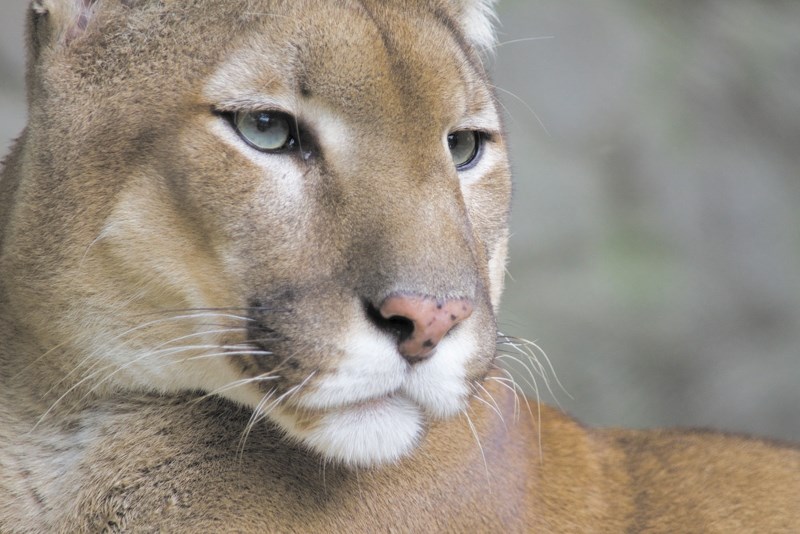 Cougar.