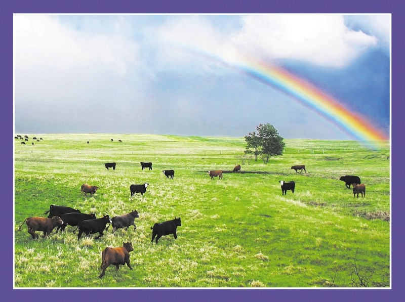 It was as if cattle (lower left) along Highway 22 south of Cochrane were being drawn by a rainbow of hope in their escape from a terrible storm.