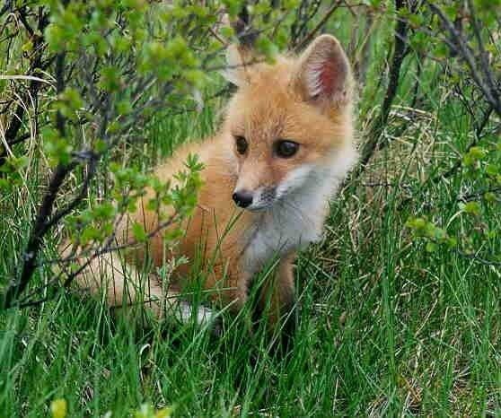 Red fox.
