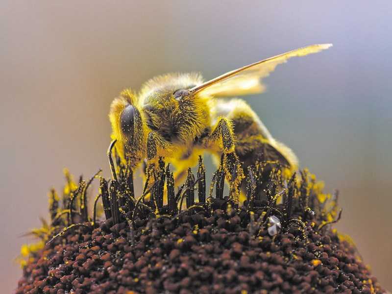 A bee gathering pollen.