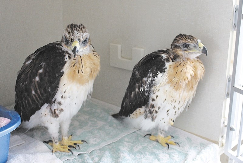 Ferruginous hawks.