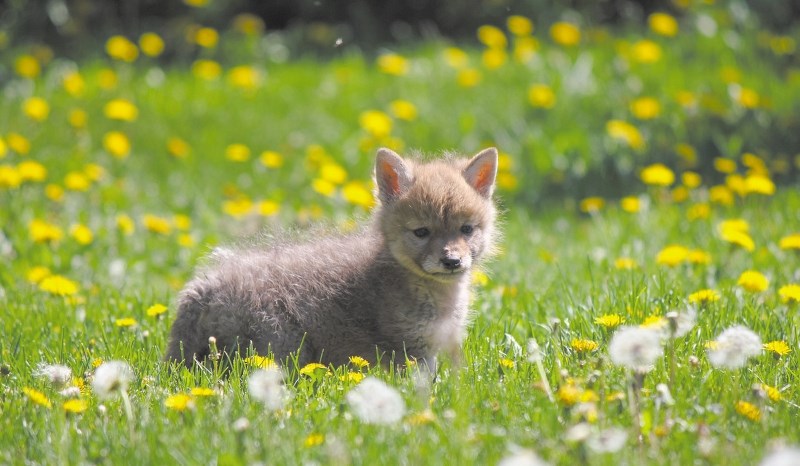 A coydog; the newest member of the Yamnuska Wolfdog Sanctuary.