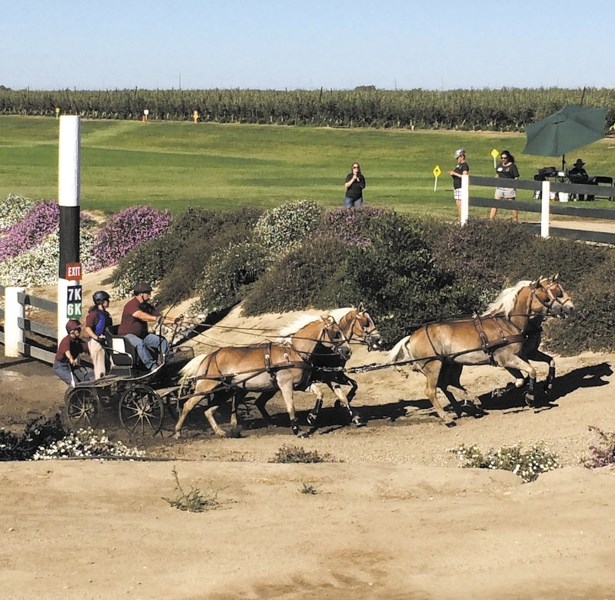 Stan Packard driving his 4-in-hand of Haflingers, known as the &#8216;Bare Naked Blondes.&#8217;