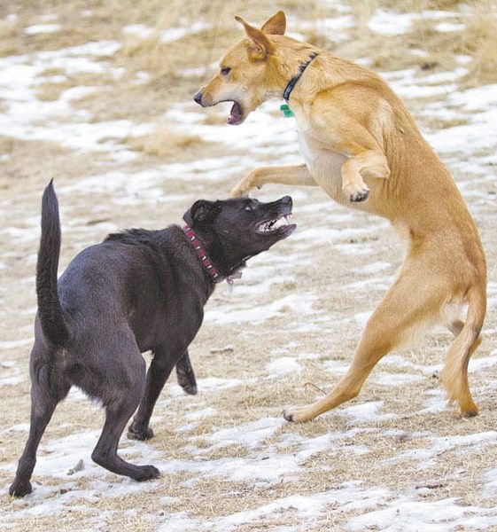 Dogs play at the off-leash dog park.