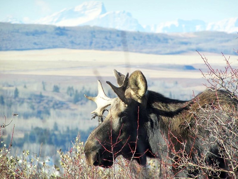 Moose have been sighted in and around the Cochrane area recently, prompting safety warnings from game officials. Be sure to admire our wild visitors, but from a safe distance.