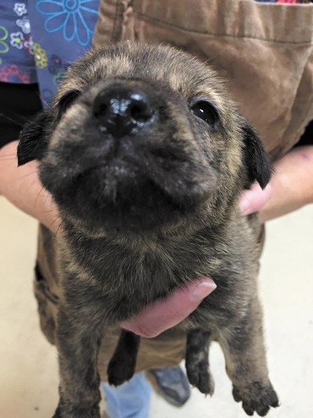 How can you resist a little face like that? This pup is one of 40 animals resuced from Saskatchewan to end up at Cochrane &#038; Area Humane Society.