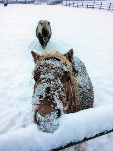 Winter is here as Kipper frolics in the snow.