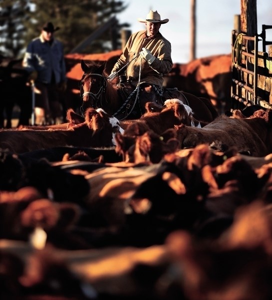 Local rancher Travis Eklund works his herd at the family farm. He&#8217;s concerned with the speed at which proposed legislation is being ushered in, and worries about its